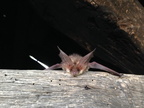 2014 09 27 Feldermaus aus Ausstellerschirm am Backhaus 005